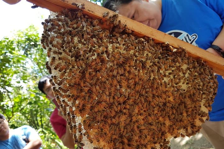 Milea Bee Farm Tour: Guided Honey Tasting & Farm Visit near Manila