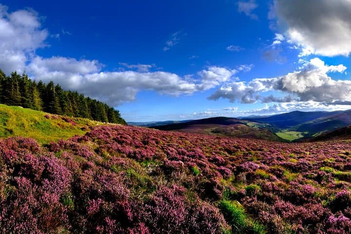 Dublin Day Trip: Kilkenny, Wicklow & Glendalough with Sheepdog Trials photo 6