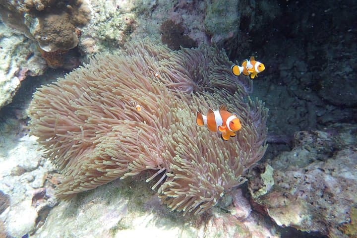 Snorkel Koh Rok & Koh Haa: Day Trip from Koh Lanta photo 3