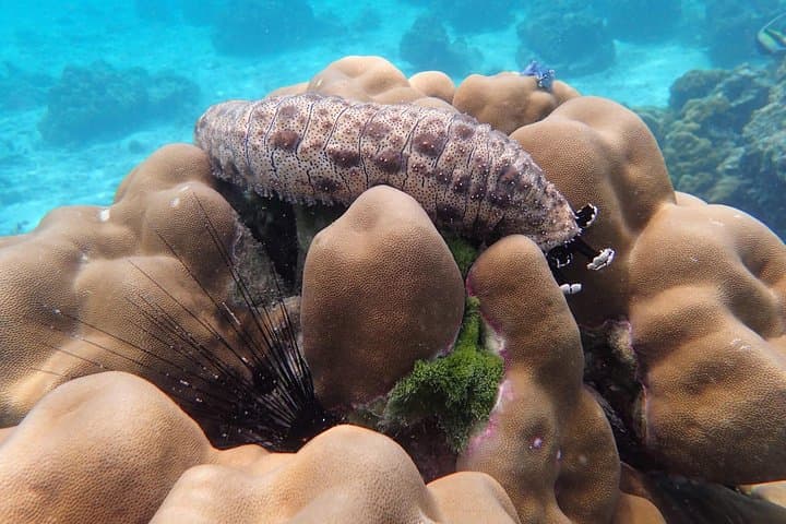 Snorkel Koh Rok & Koh Haa: Day Trip from Koh Lanta photo 6