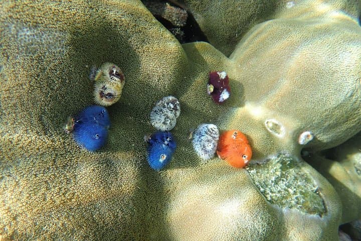 Snorkel Koh Rok & Koh Haa: Day Trip from Koh Lanta photo 4