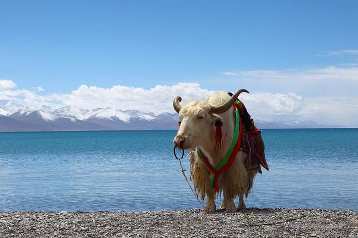 8-Day Heavenly Himalayas: Leh-Ladakh Road Trip to Nubra & Pangong photo 3