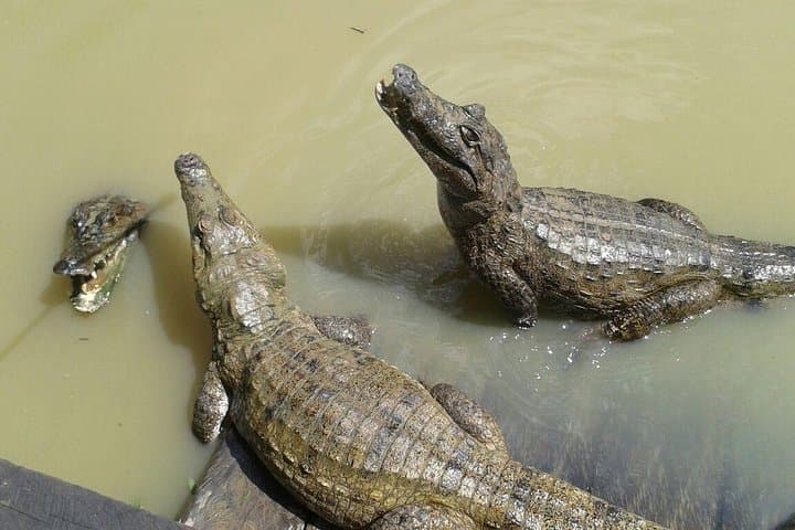 Iquitos Amazon Wildlife: Arapaima Viewing, Jungle Hike & Rescue Center Day Trip photo 4