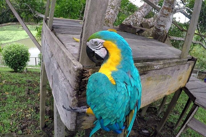 Iquitos Amazon Wildlife: Arapaima Viewing, Jungle Hike & Rescue Center Day Trip photo 2