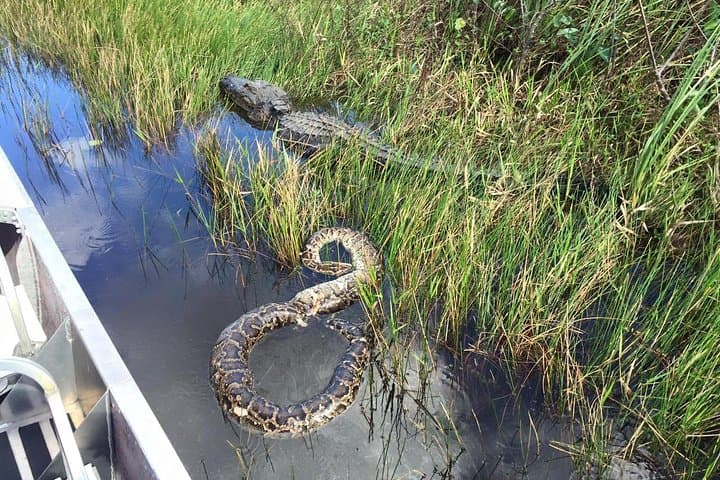 Half-Day Western Everglades Family Adventure — Corkscrew Marsh Walk & Airboat Experience photo 4