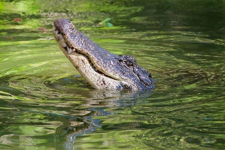 Half-Day Western Everglades Family Adventure — Corkscrew Marsh Walk & Airboat Experience photo 5