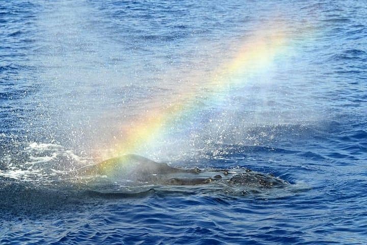 West Oahu Deluxe Whale Watching Sail — Humpbacks off Ko Olina photo 3