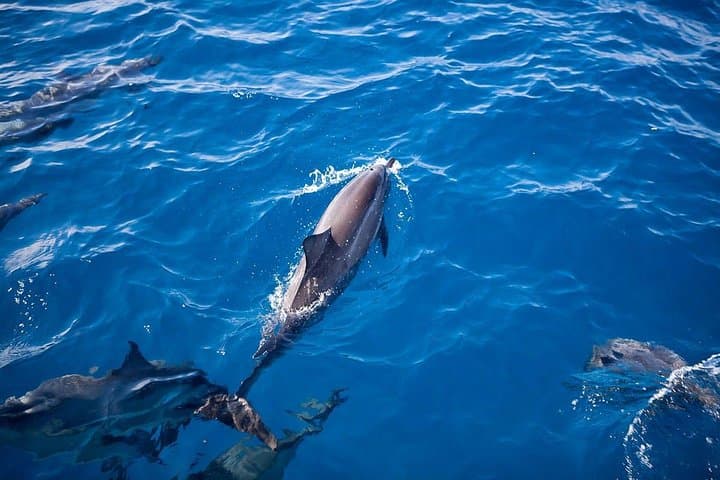 Na Pali Coast Sunset Sailing Tour: Wildlife, History, and Spectacular Views photo 2