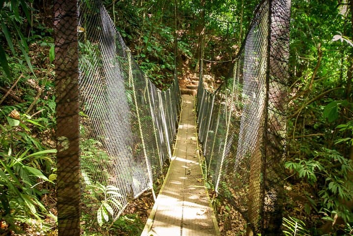 Rainmaker Canopy Walk and Waterfall Hike Near Manuel Antonio photo 2