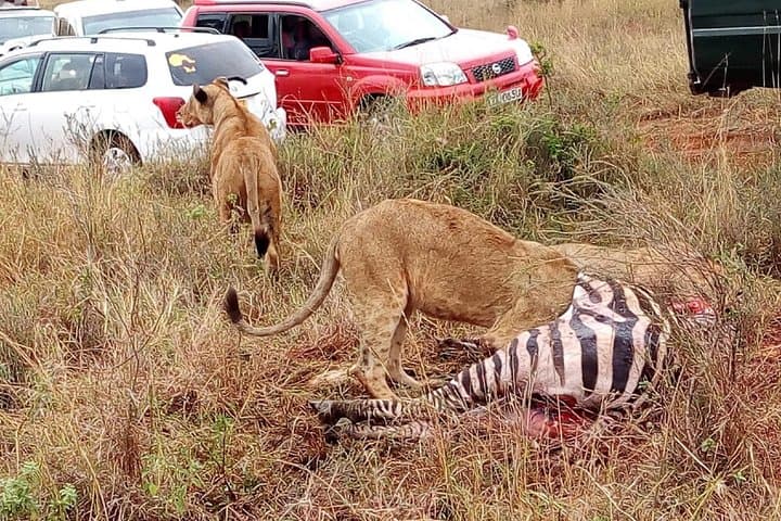 Explore Nairobi National Park: Half-Day Game Drive from the City photo 3