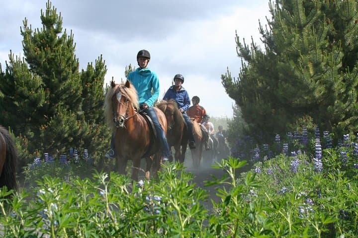 Icelandic Horseback Riding Tour from Reykjavík — Lava Fields & Tölt photo 4