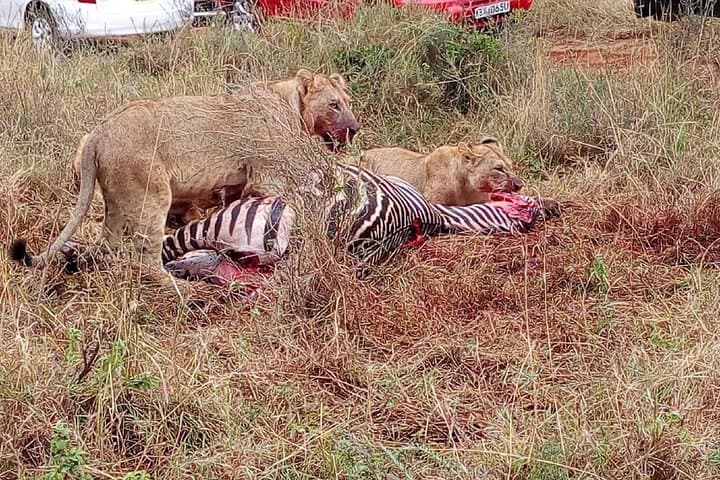 4-Day Lake Manyara Serengeti Ngorongoro Safari from Arusha photo 4