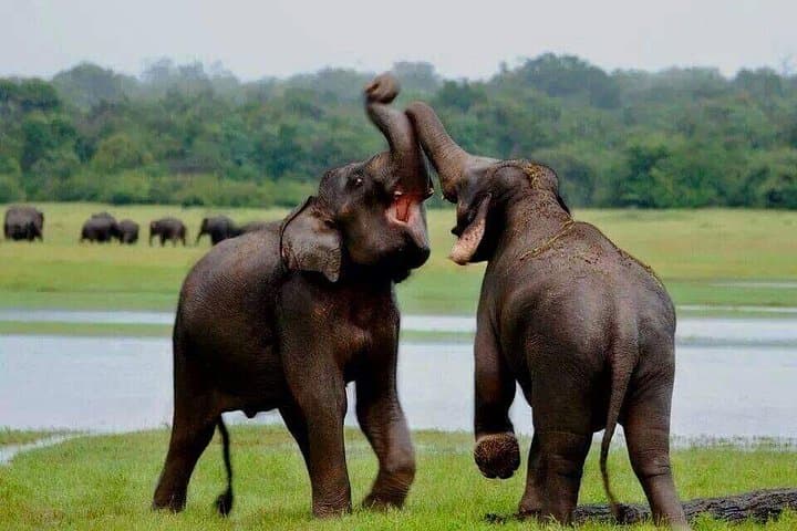 Minneriya National Park Private Safari: Elephant Encounters Near Habarana photo 2