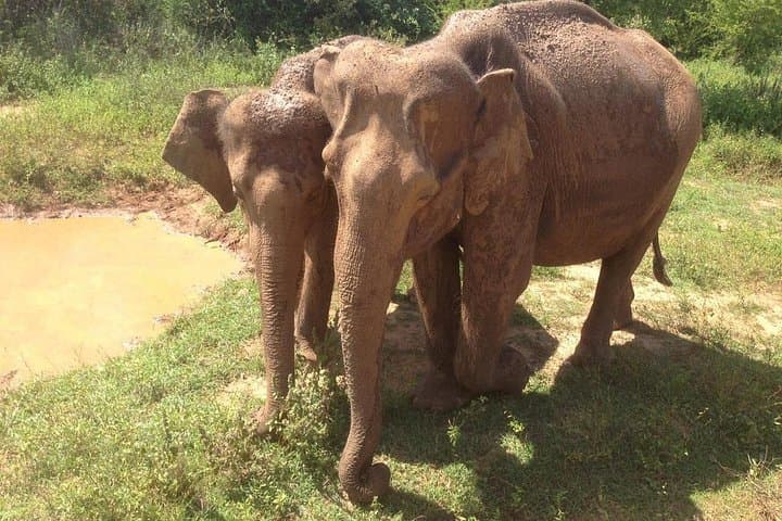 Minneriya National Park Private Safari: Elephant Encounters Near Habarana photo 4