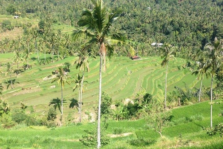 Sekumpul Waterfalls Trekking: Full-Day Private Trek & Swim in North Bali photo 2