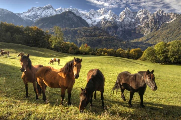 Saddle the Shore: Horseback Riding Around Lake Bled