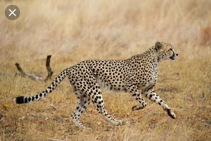 Full-Day Pilanesberg Safari from Johannesburg & Pretoria: Big Five Game Drive photo 3