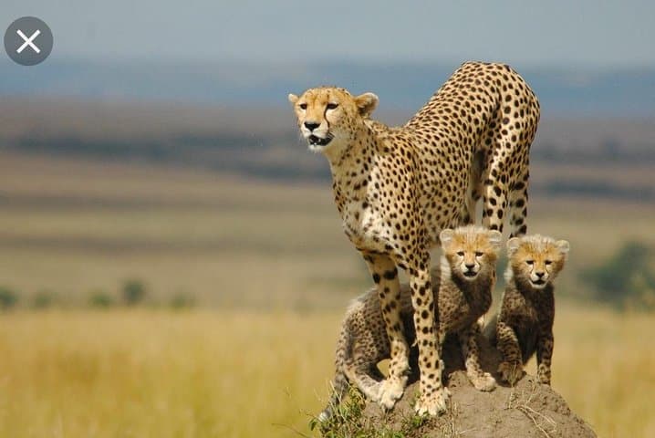 Full-Day Pilanesberg Safari from Johannesburg & Pretoria: Big Five Game Drive photo 2