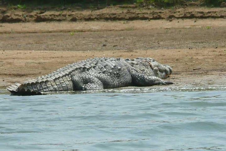 National Chambal Sanctuary River Safari from Agra — Gharials, Dolphins & Migratory Birds photo 5