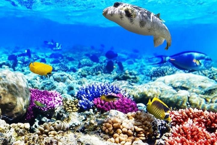 Diving and Snorkeling Day Trip to Ras Mohamed from Sharm El Sheikh