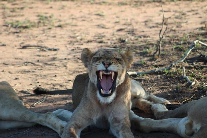 5-Day Manyeleti Safari: Big Five Open-Vehicle Adventure from Johannesburg photo 2