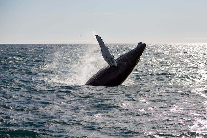 Reykjavik Whale Watching and Northern Lights Combo Tour photo 5
