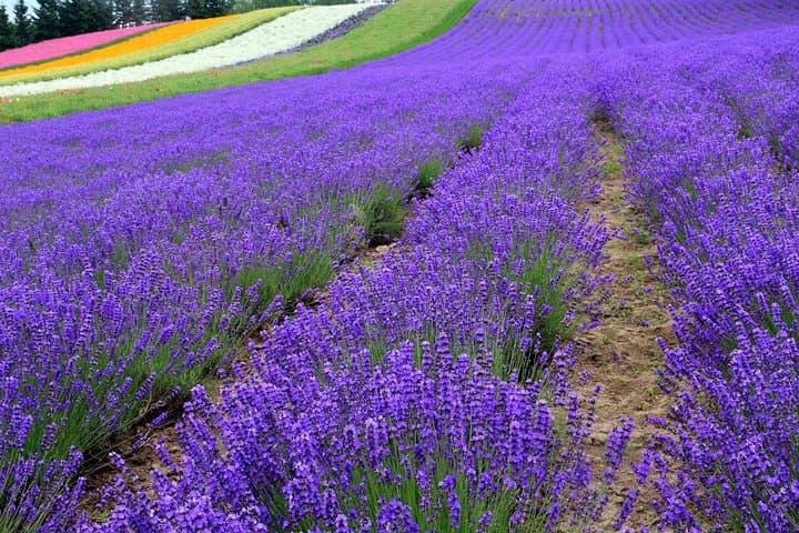 Furano Lavender Fields & Blue Pond Day Tour from Sapporo — Practical Guide