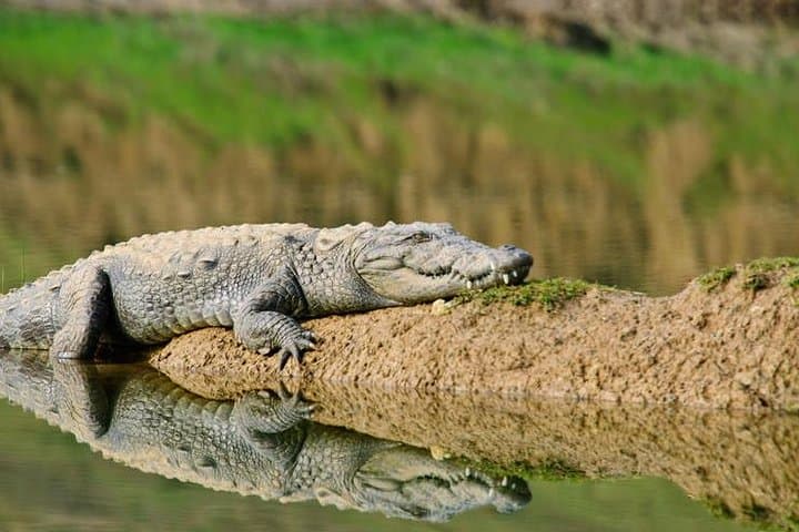 National Chambal Sanctuary River Safari from Agra — Gharials, Dolphins & Migratory Birds photo 3