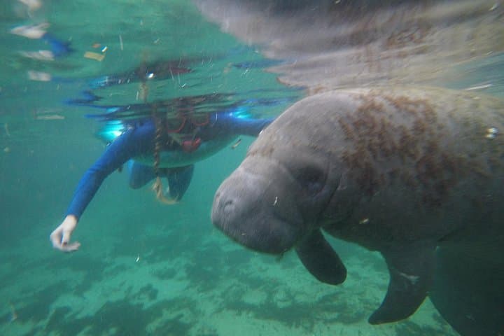 Private Manatee Snorkeling Tour in Crystal River: Swim with West Indian Manatees photo 4