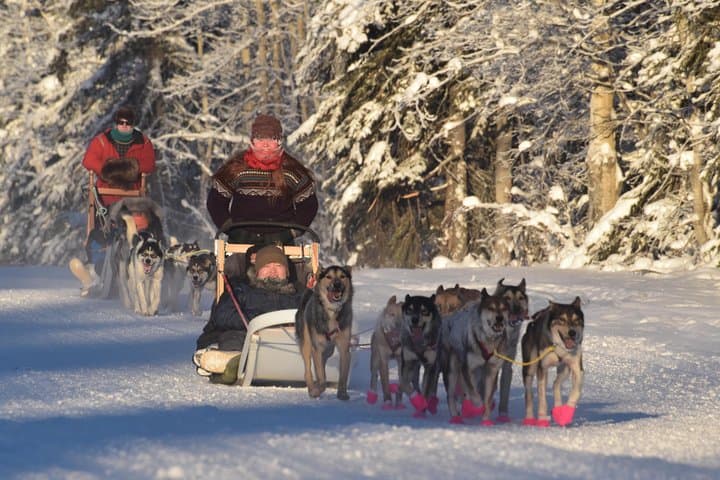 North Pole Alaska Dog Sledding: 30-Minute Mushing with Alaskan Huskies photo 2