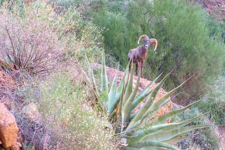 Superstition Mountains Wilderness Hiking Tours from Scottsdale photo 2