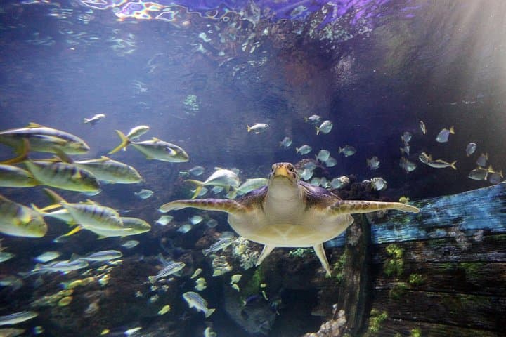 SEA LIFE Timmendorfer Strand: Explore Baltic Seas & Tropical Tanks photo 5