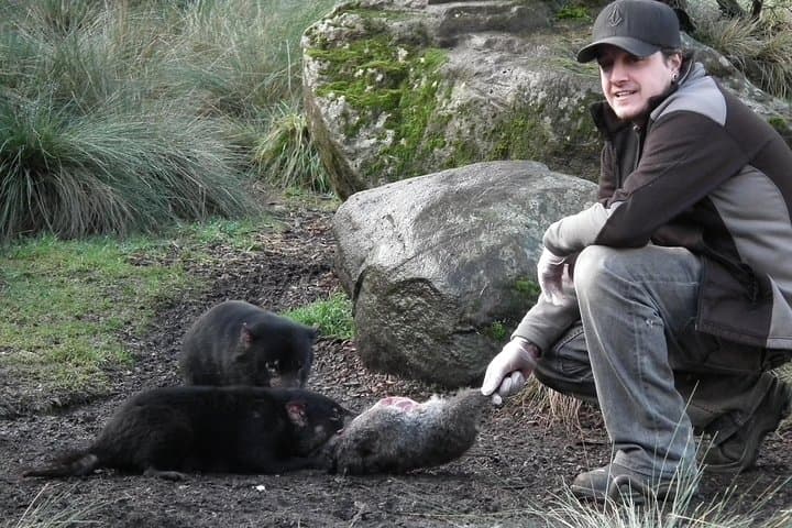 Night Feeding: Tasmanian Devil Tour at Cradle Mountain Sanctuary