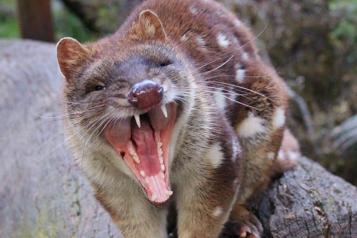 Night Feeding: Tasmanian Devil Tour at Cradle Mountain Sanctuary photo 2