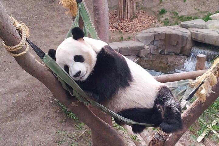 Everland Park Private Hotel-to-Hotel Tour: Free Pass, Safari & Zootopia Highlights photo 2