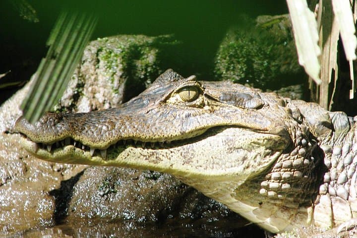 Canoe Tour in Tortuguero: Guided Canal Paddle Through Costa Rica's Rainforest photo 2