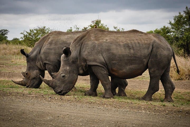 Private Big Five Safari at Aquila Game Reserve — Day Trip from Cape Town photo 3