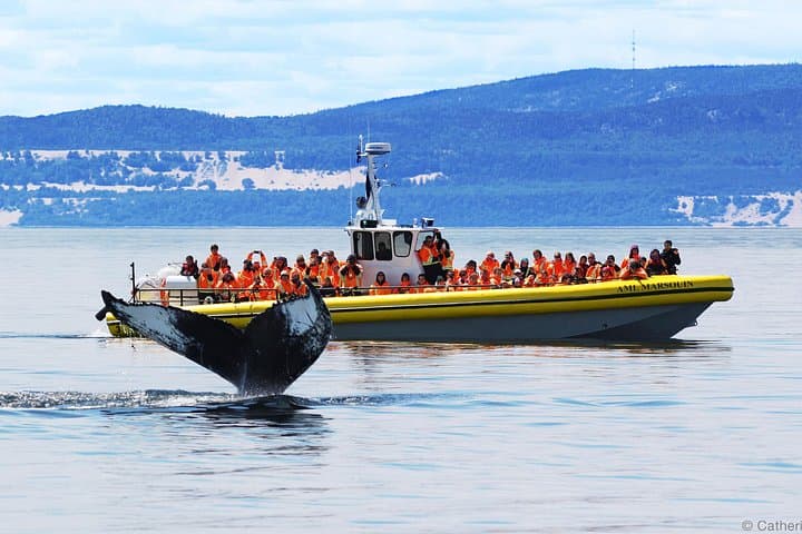 Québec City Whale Watching: Full-Day Saguenay–St. Lawrence Cruise & Zodiac photo 1