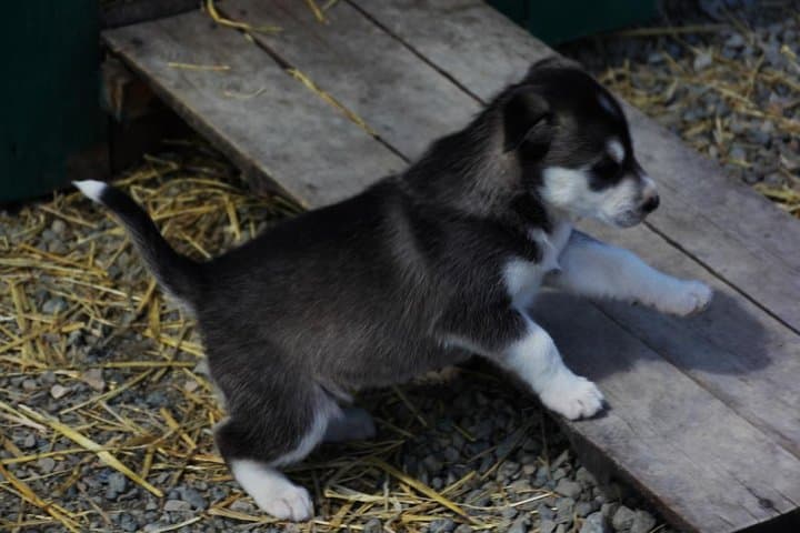Yukon Discovery Tour from Skagway: White Pass, Carcross Desert & Dog Mushing Camp photo 2