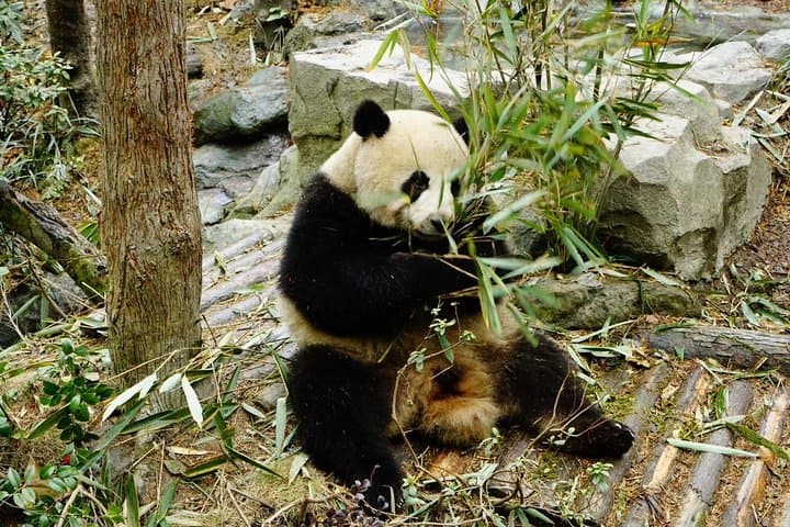 Chengdu Giant Panda Experience: Private Day Tour to Panda Base & Cultural Alleys photo 3