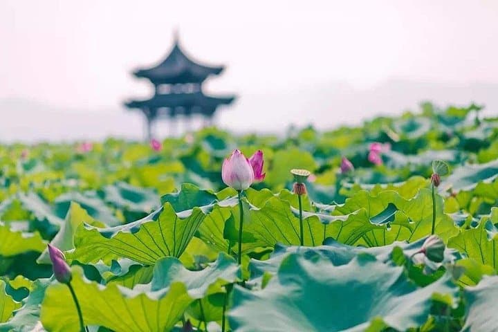 Hangzhou in a Day: West Lake, Longjing Tea and Lingyin Temple by Bullet Train photo 1