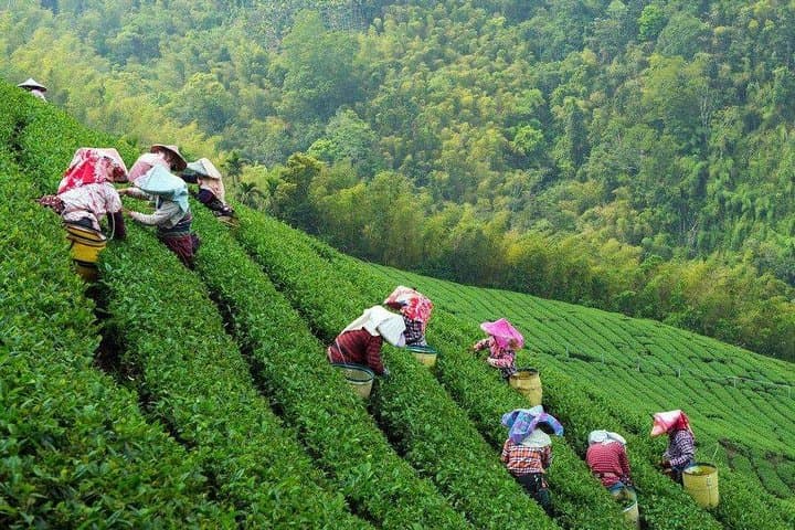 Hangzhou in a Day: Private Bullet Train Tour from Shanghai photo 4