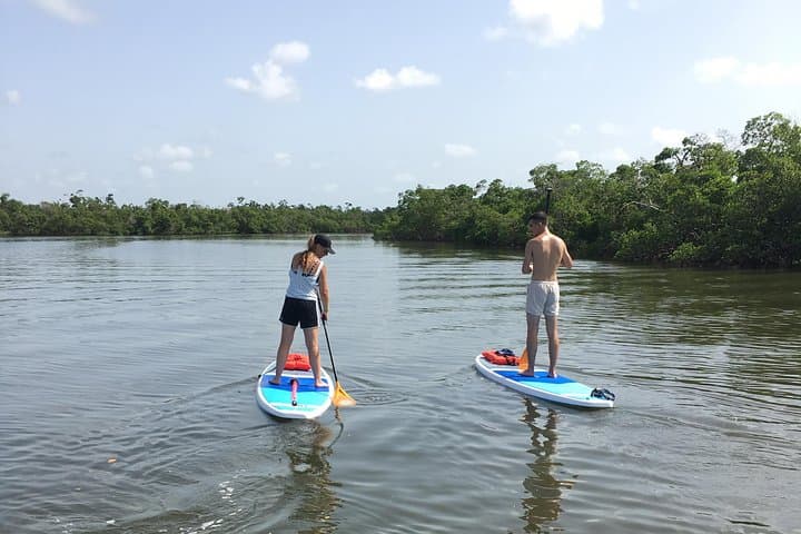Naples Paddleboard Mangrove Tour: Explore Southwest Florida Backwaters photo 3