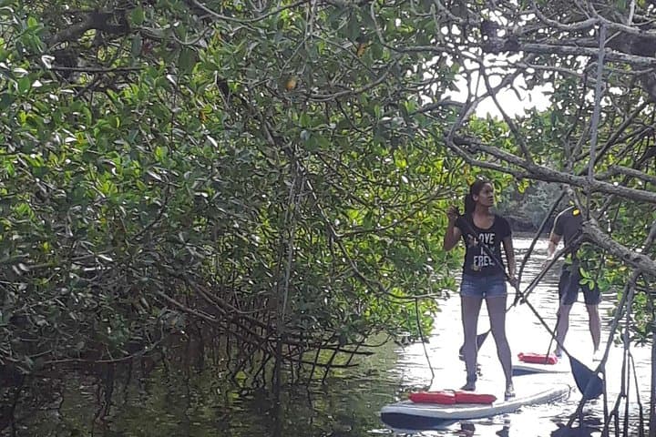 Naples Paddleboard Mangrove Tour: Explore Southwest Florida Backwaters