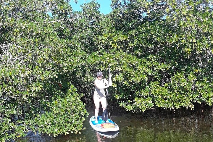 Naples Paddleboard Mangrove Tour: Explore Southwest Florida Backwaters photo 5