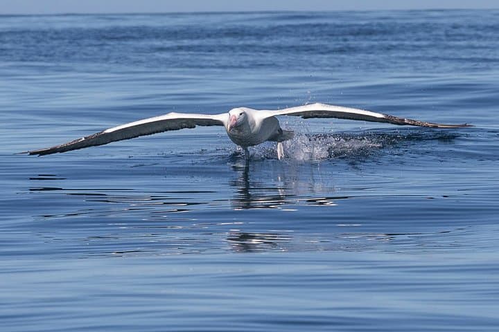 Otago Harbour Wildlife Cruise: Albatross, Seals & Seabirds Around Taiaroa Head photo 2
