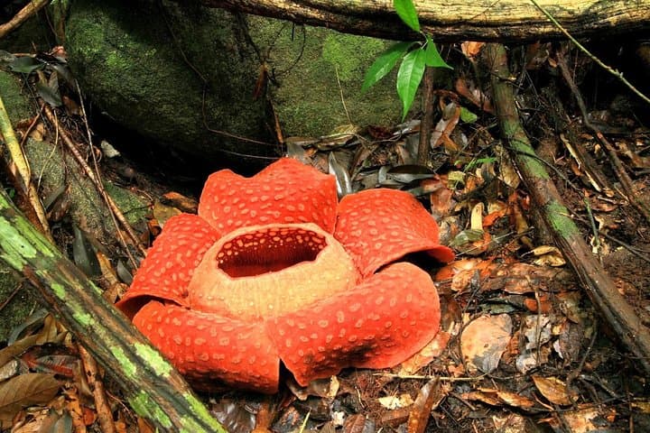 2-Day Khao Sok Jungle Safari from Krabi — Trek, Canoe & Jungle Bungalow photo 5