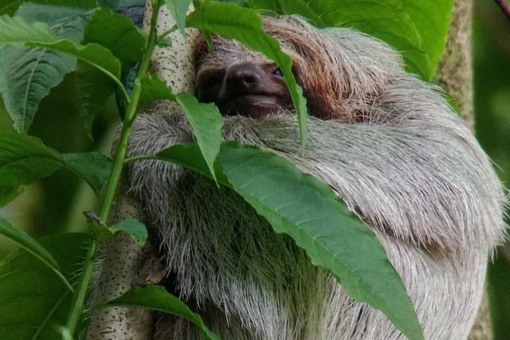 Sloth Watching Trail in La Fortuna: Rainforest Walk to See Sloths Up Close photo 4