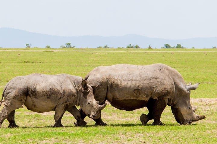Two-Day Ol Pejeta Safari: Rhinos, Night Drives and Mount Kenya Highlands