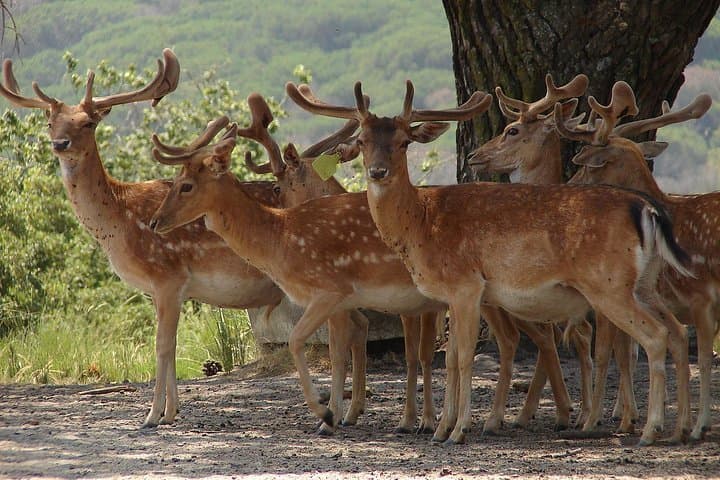 Mafra to Ericeira Day Tour: Palace, Tapada Wildlife & Cabo da Roca Coastal Drive photo 2